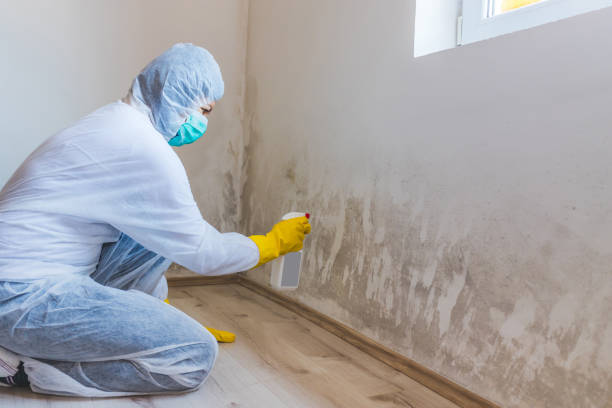 Licensed Black Mold Removal service in Spring Run, PA - WQB Mold Removal