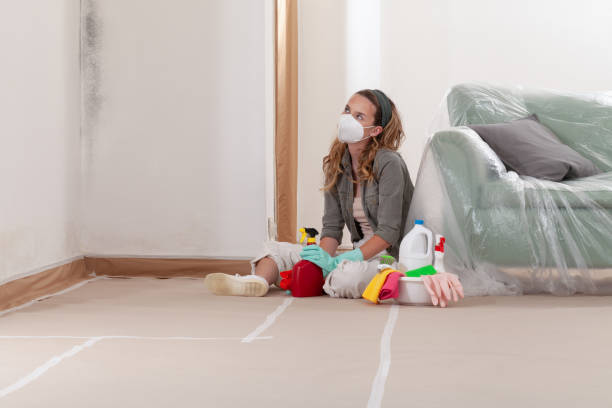 Reliable Black Mold Removal contractor in Spring Run, PA by WQB Mold Removal